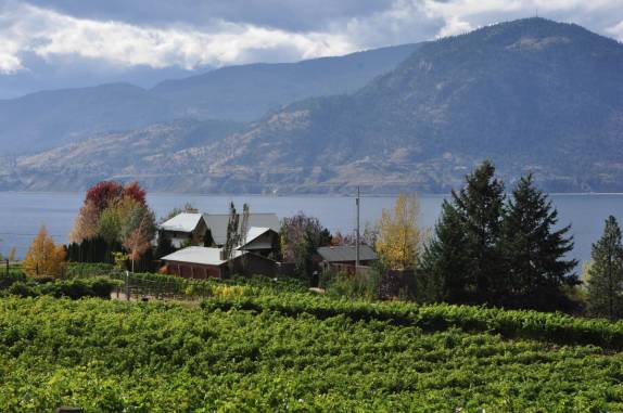 As pitorescas paisagens dos vinhedos do Okanagan Valley, no  sul da British Columbia, no Canadá